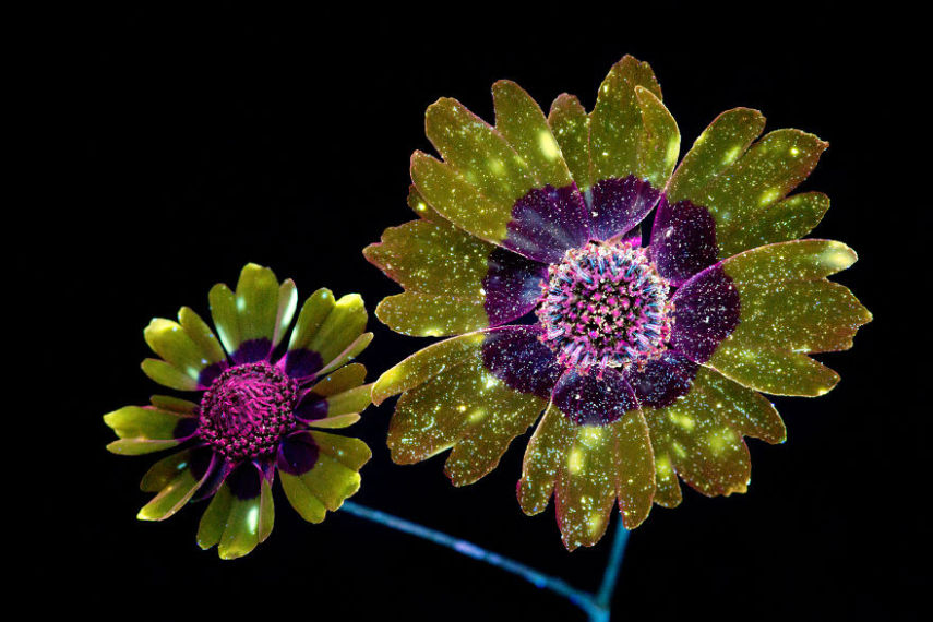 O fotógrafo Craig Burrows diz ter fotografado centenas de flores brilhantes desde 2014, usando a técnica fotografia de fluorescência visível induzida por ultravioleta