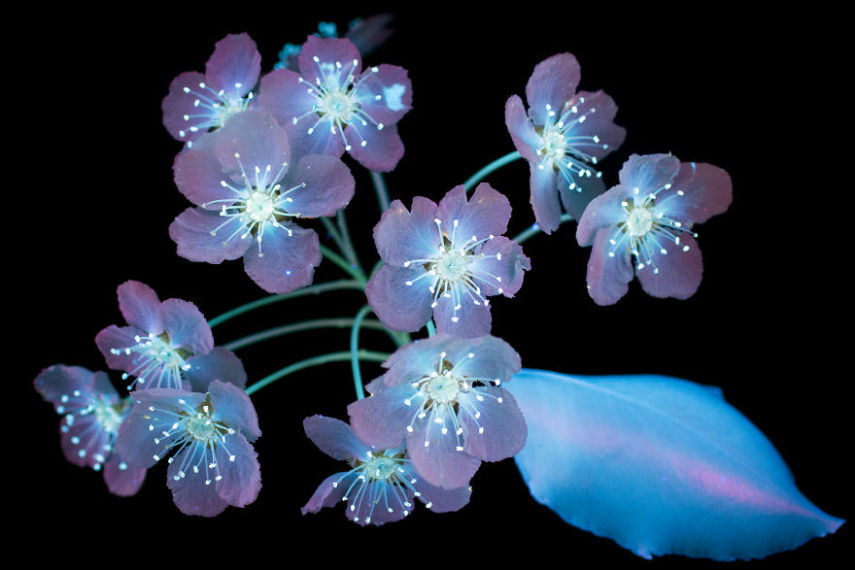 O fotógrafo Craig Burrows diz ter fotografado centenas de flores brilhantes desde 2014, usando a técnica fotografia de fluorescência visível induzida por ultravioleta