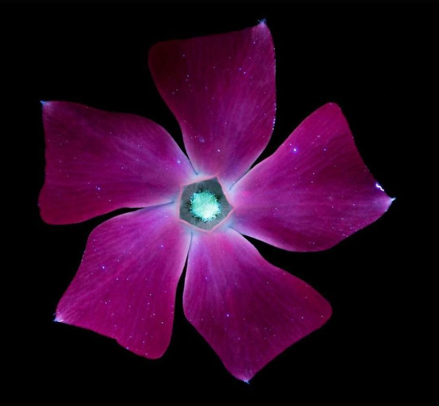 O fotógrafo Craig Burrows diz ter fotografado centenas de flores brilhantes desde 2014, usando a técnica fotografia de fluorescência visível induzida por ultravioleta