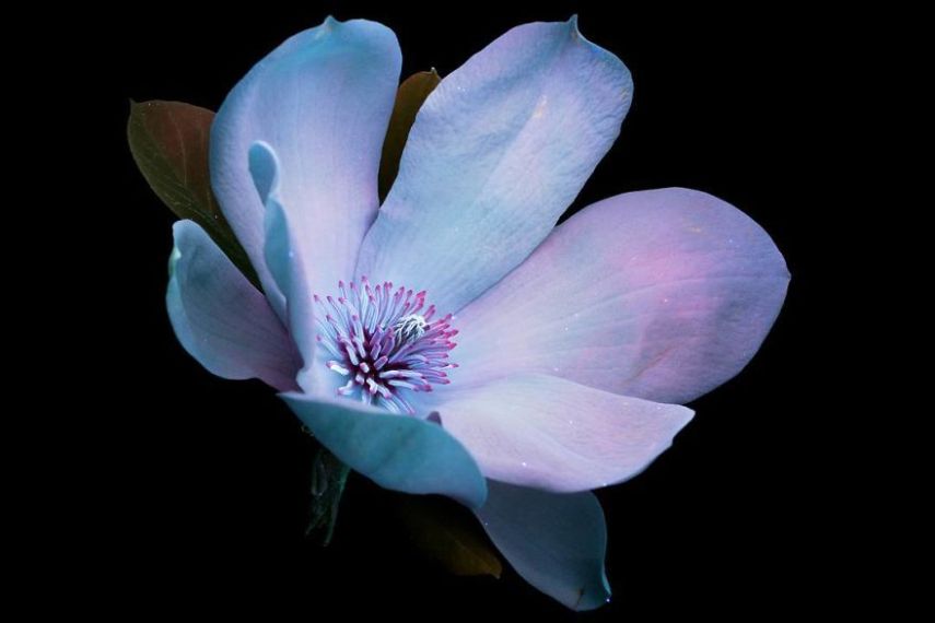 O fotógrafo Craig Burrows diz ter fotografado centenas de flores brilhantes desde 2014, usando a técnica fotografia de fluorescência visível induzida por ultravioleta