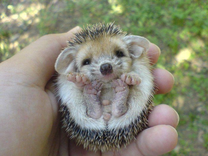 Esses animais são perfeitamente redondinhos 