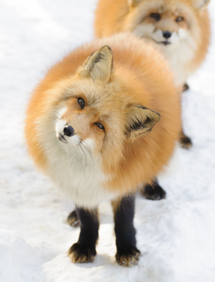 Esses animais são perfeitamente redondinhos 