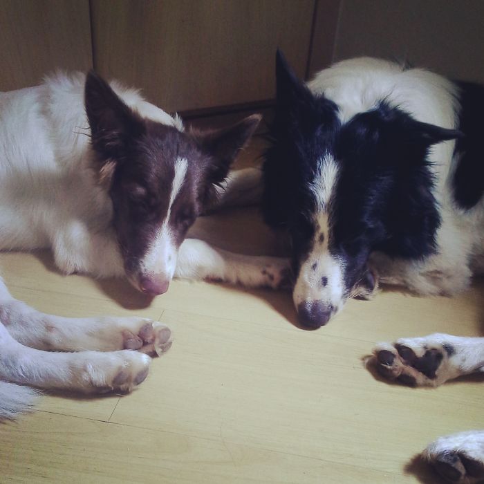 Como é viver com dois ou mais cachorros em casa