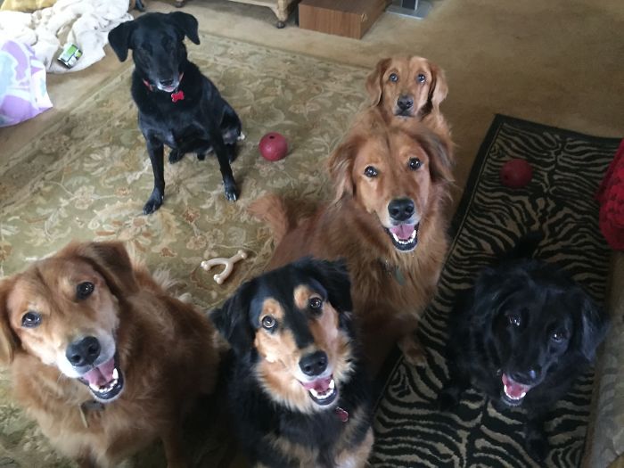 Como é viver com dois ou mais cachorros em casa
