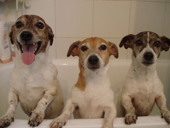 Como é viver com dois ou mais cachorros em casa