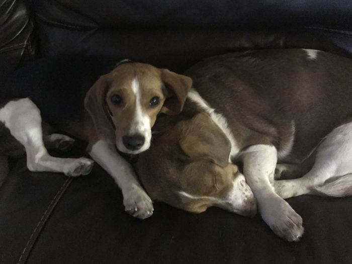 Como é viver com dois ou mais cachorros em casa