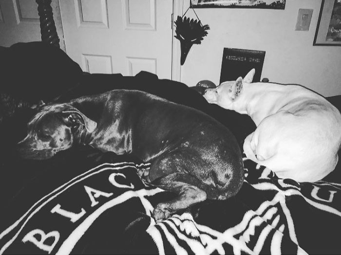 Como é viver com dois ou mais cachorros em casa