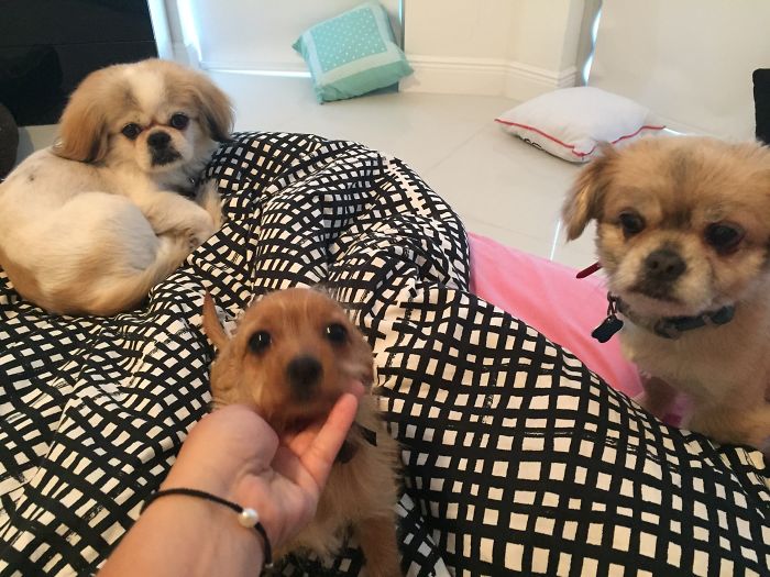 Como é viver com dois ou mais cachorros em casa