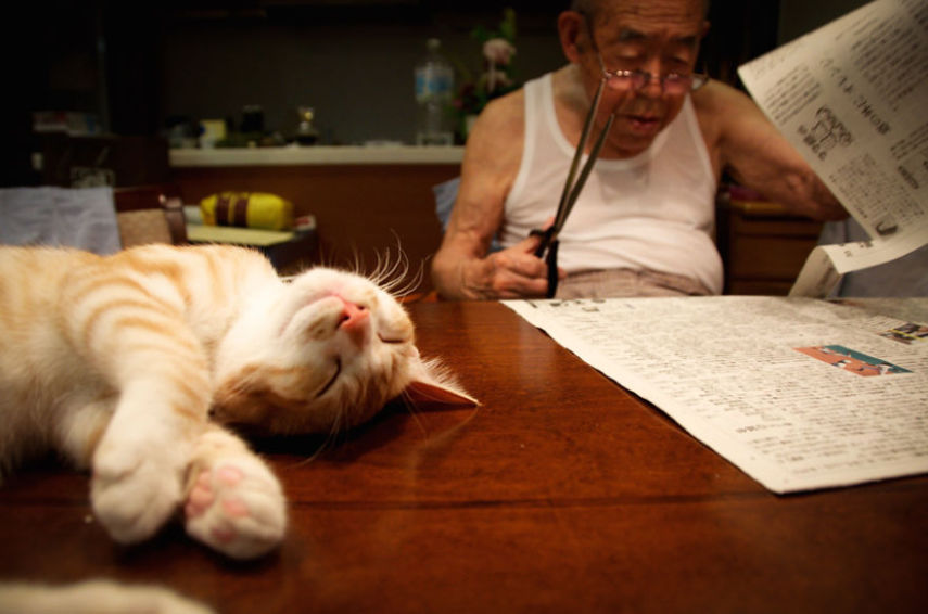 Kinako, o gato, e Jiji, o vovô
