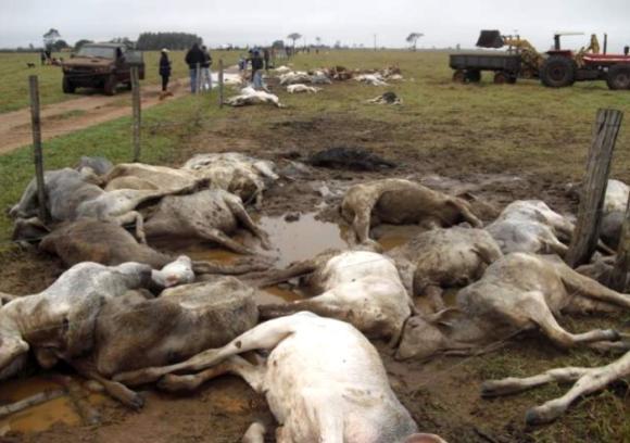 Em 1996, o fazendeiro Robert Ranny encontrou todas as vacas de sua fazenda, em Vermont, Estados Unidos, mortas eletrocutadas. Naquele dia, no entanto, nenhum raio ou tempestade, foram registrados naquela região.