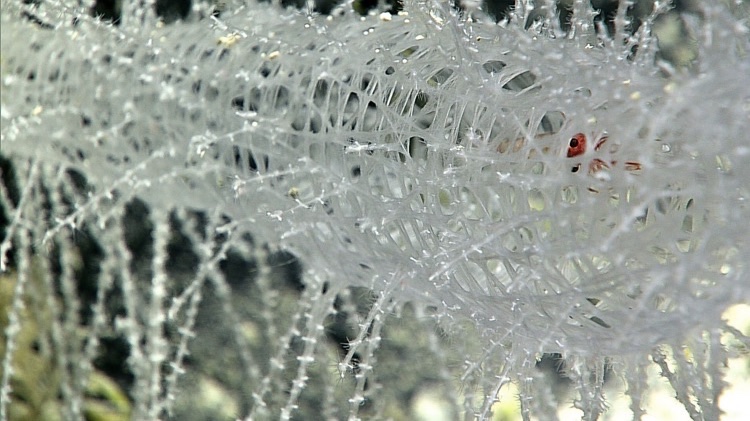 Expedição ao fundo do mar revela imagens da vida nas profundezas do oceano