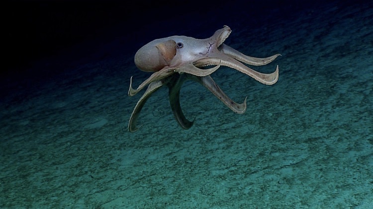 Expedição ao fundo do mar revela imagens da vida nas profundezas do oceano