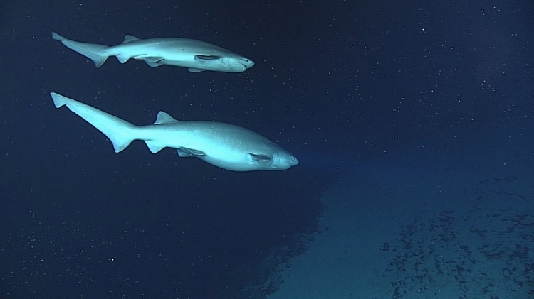 Expedição ao fundo do mar revela imagens da vida nas profundezas do oceano