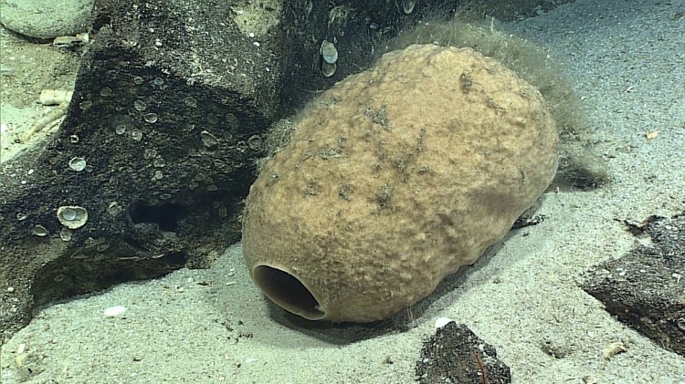 Expedição ao fundo do mar revela imagens da vida nas profundezas do oceano