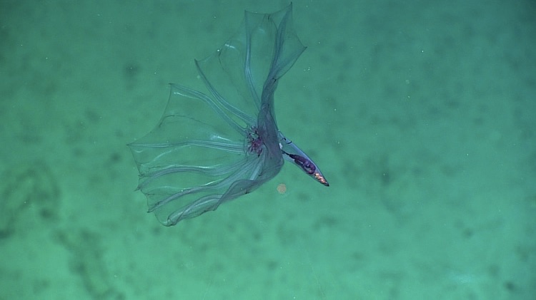 Expedição ao fundo do mar revela imagens da vida nas profundezas do oceano