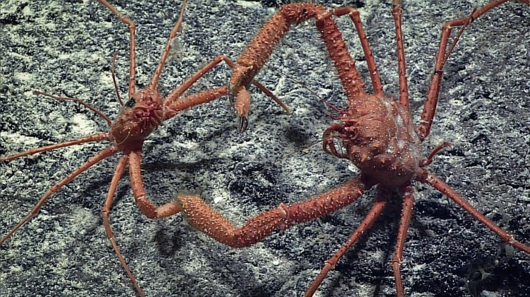 Expedição ao fundo do mar revela imagens da vida nas profundezas do oceano