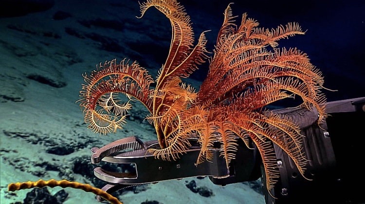 Expedição ao fundo do mar revela imagens da vida nas profundezas do oceano