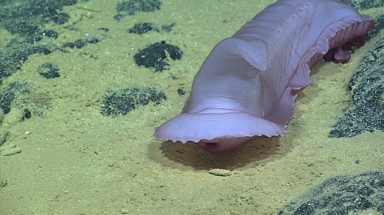 Expedição ao fundo do mar revela imagens da vida nas profundezas do oceano