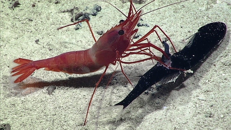 Expedição ao fundo do mar revela imagens da vida nas profundezas do oceano