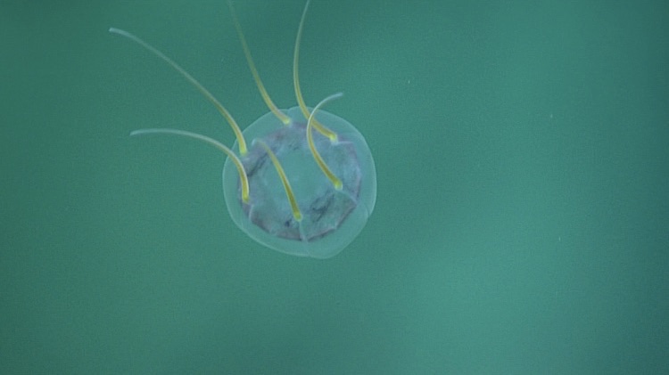 Expedição ao fundo do mar revela imagens da vida nas profundezas do oceano