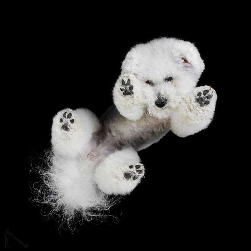 O fotógrafo Andrius Burba, da Lituânia, teve uma ideia de fotografar gatos visto de baixo. O ensaio fez sucesso na web e ele resolveu retratar outros animais da mesma forma, como cachorros, coelhos e até cavalos