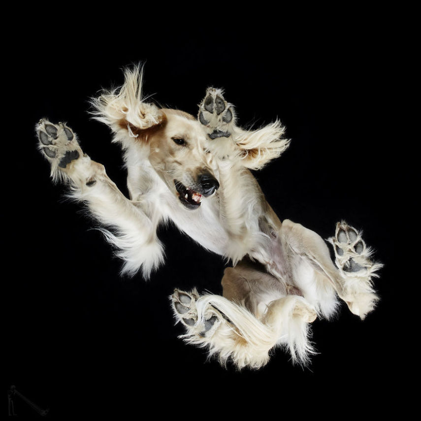 O fotógrafo Andrius Burba, da Lituânia, teve uma ideia de fotografar gatos visto de baixo. O ensaio fez sucesso na web e ele resolveu retratar outros animais da mesma forma, como cachorros, coelhos e até cavalos