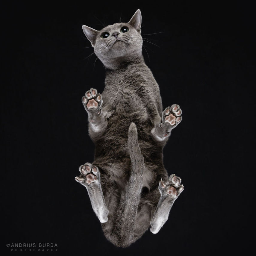 O fotógrafo Andrius Burba, da Lituânia, teve uma ideia de fotografar gatos visto de baixo. O ensaio fez sucesso na web e ele resolveu retratar outros animais da mesma forma, como cachorros, coelhos e até cavalos