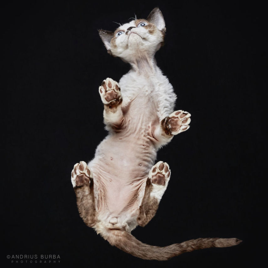 O fotógrafo Andrius Burba, da Lituânia, teve uma ideia de fotografar gatos visto de baixo. O ensaio fez sucesso na web e ele resolveu retratar outros animais da mesma forma, como cachorros, coelhos e até cavalos