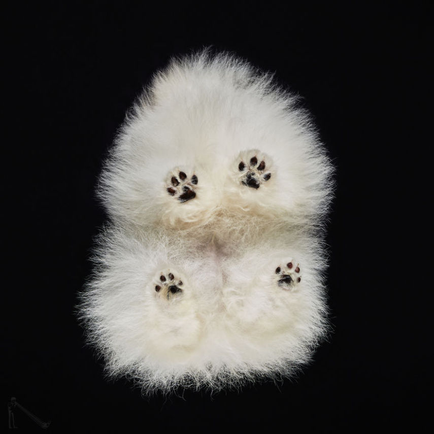 O fotógrafo Andrius Burba, da Lituânia, teve uma ideia de fotografar gatos visto de baixo. O ensaio fez sucesso na web e ele resolveu retratar outros animais da mesma forma, como cachorros, coelhos e até cavalos