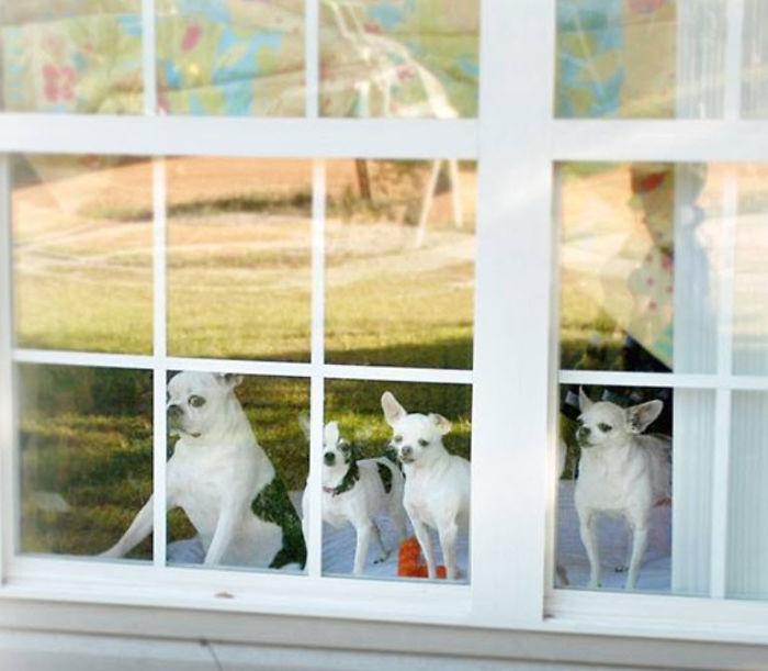 Como é viver com dois ou mais cachorros em casa