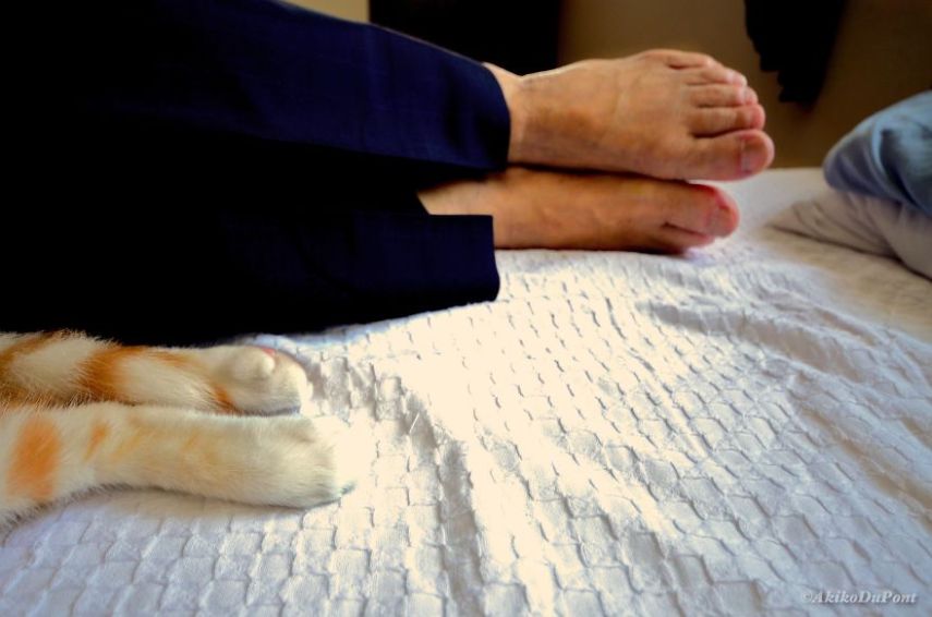 Kinako, o gato, e Jiji, o vovô