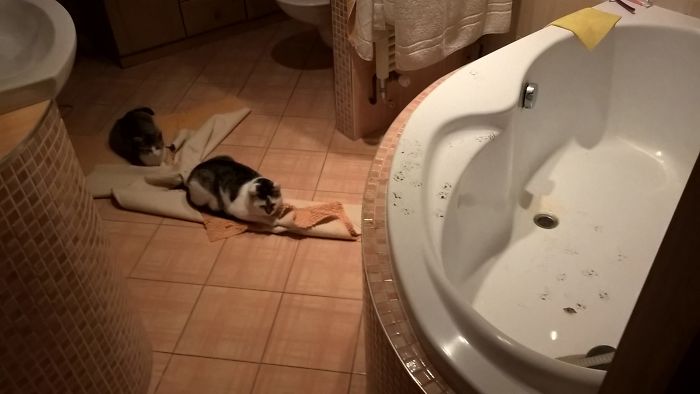 Esses animais causaram um pouquinho enquanto os donos estavam fora de casa. Que surpresa boa!