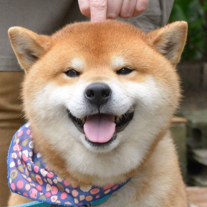 Shiba inu vira celebridade com suas muitas expressões