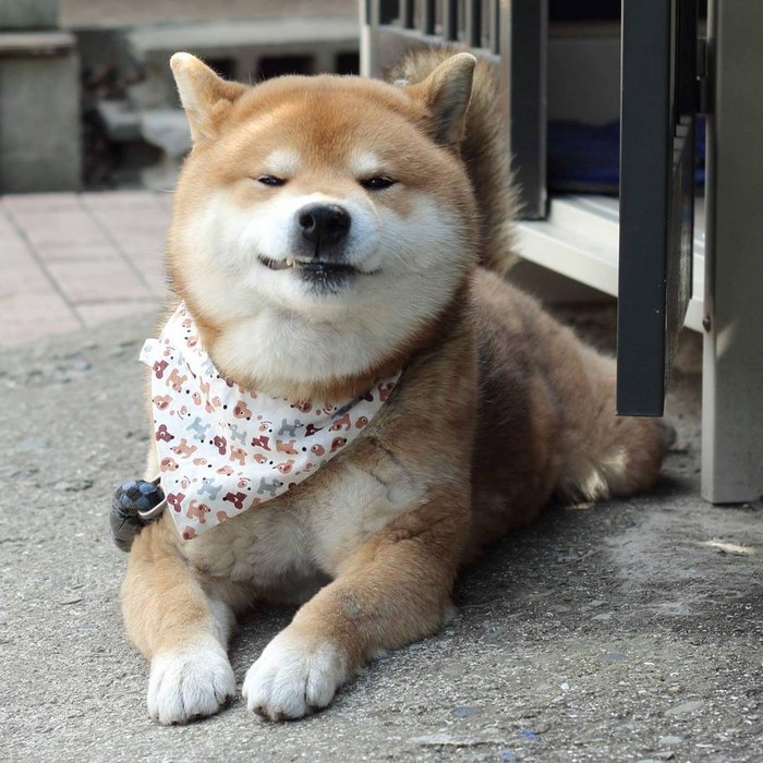 Shiba inu vira celebridade com suas muitas expressões