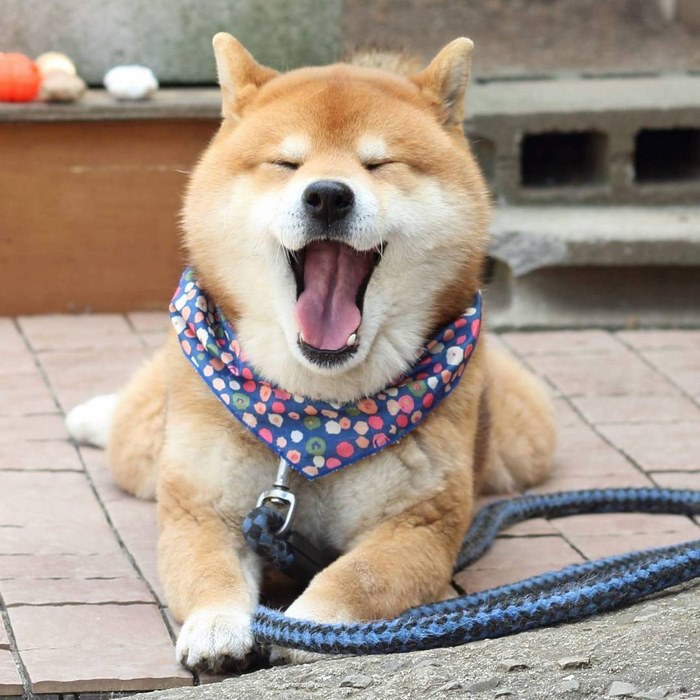 Shiba inu vira celebridade com suas muitas expressões