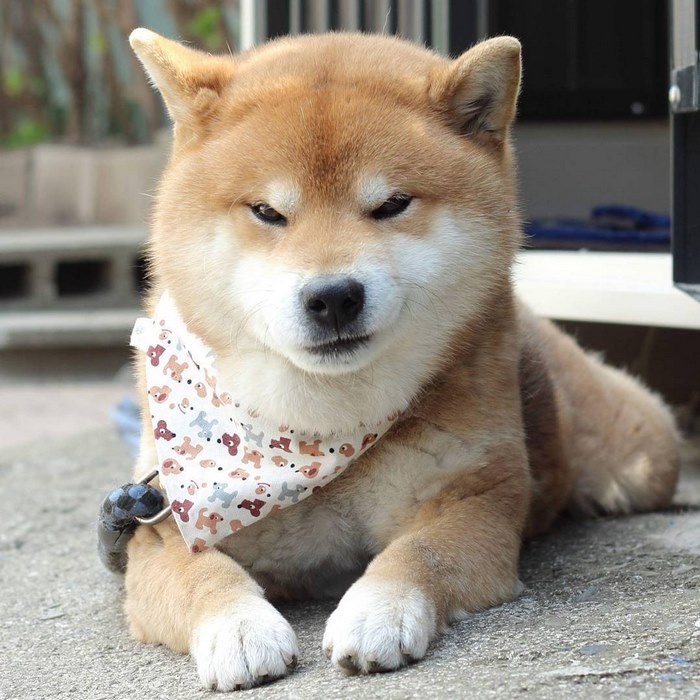 Shiba inu vira celebridade com suas muitas expressões