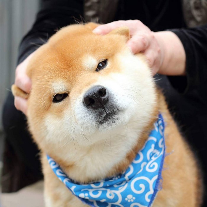 Shiba inu vira celebridade com suas muitas expressões