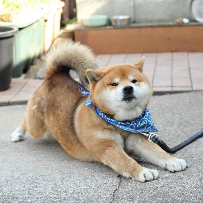 Shiba inu vira celebridade com suas muitas expressões