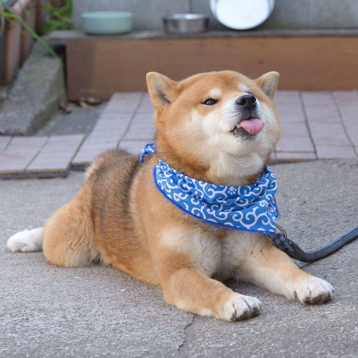 Shiba inu vira celebridade com suas muitas expressões