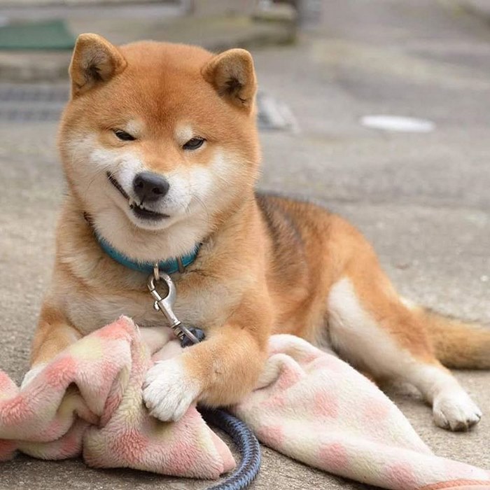 Shiba inu vira celebridade com suas muitas expressões