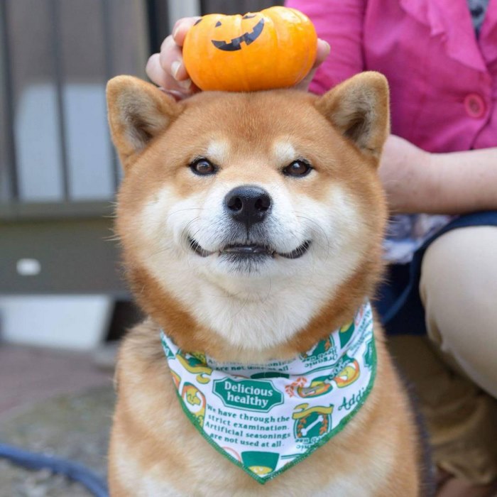 Shiba inu vira celebridade com suas muitas expressões