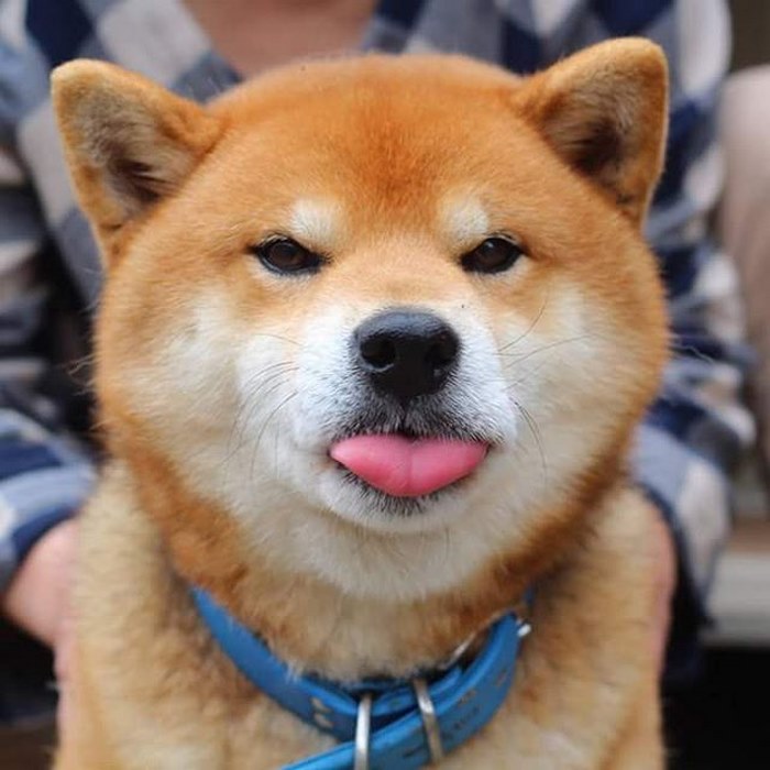 Shiba inu vira celebridade com suas muitas expressões