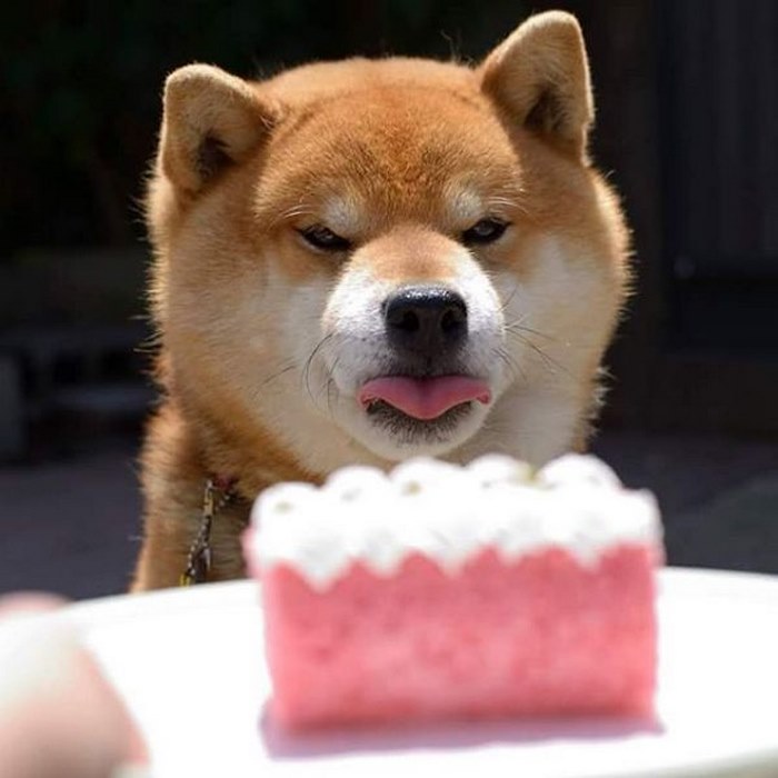 Shiba inu vira celebridade com suas muitas expressões