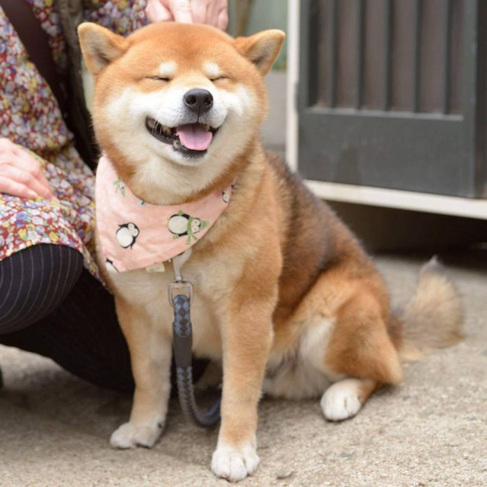 Shiba inu vira celebridade com suas muitas expressões