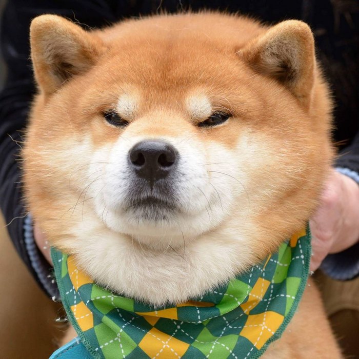 Shiba inu vira celebridade com suas muitas expressões