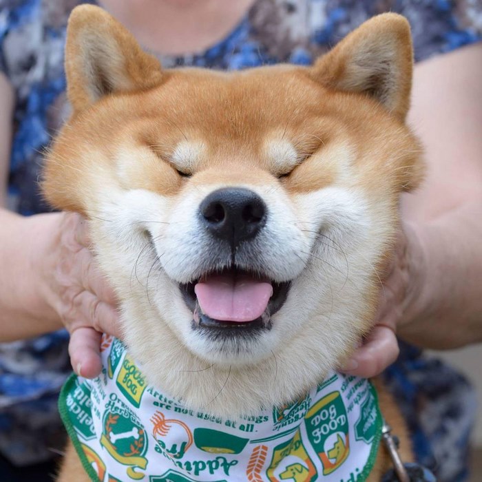 Shiba inu vira celebridade com suas muitas expressões