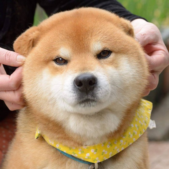 Shiba inu vira celebridade com suas muitas expressões