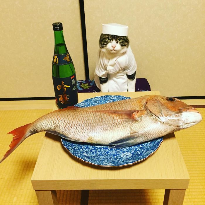 Gato cosplayer posa ao lado de diferentes comidas no Japão