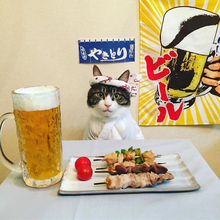 Gato cosplayer posa ao lado de diferentes comidas no Japão