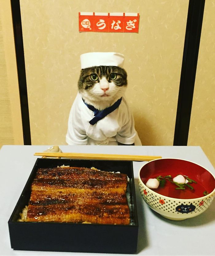 Gato cosplayer posa ao lado de diferentes comidas no Japão